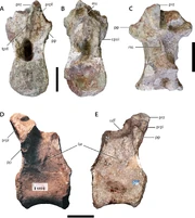 Sanpasaurus dorsal vertebra