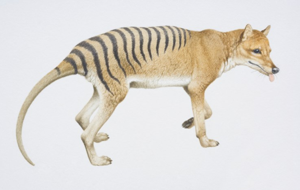 Thylacine, Tasmanian Wolf