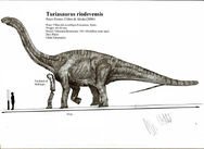 Turiasaurus riodevensis by teratophoneus-d4xfext