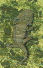 Lanthanosuchus qualeni.