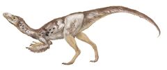 Tanycolagreus topwilsoni df30