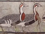 Meidum Goose