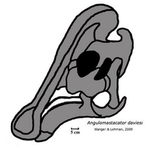 250px-Angulomastacator skull