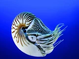 Nautiloidea