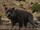 Dire Wolf