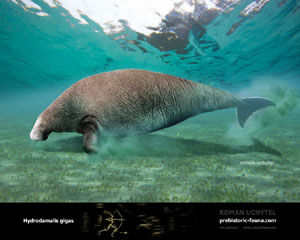 Steller's Sea Cow | Dinopedia | Fandom Steller's Sea Cow | Dinopedia | Fandom