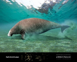 Steller S Sea Cow Dinopedia Fandom