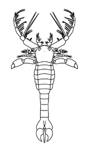 Megalograptus ohioensis