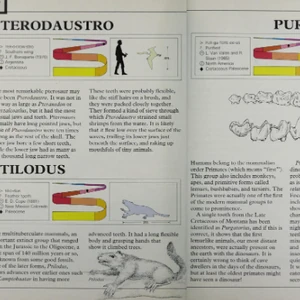 Discuss Everything About Dinopedia | Fandom