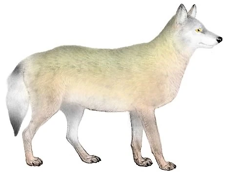 Southern Rocky Mountain Wolf Dinopedia Fandom