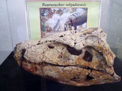 Bauruskull