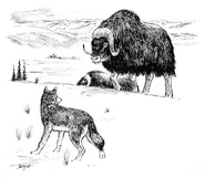 Bootherium-bombifrons-8bdead62-0083-4b88-b18b-2dff6d17cc8-resize-750.jpeg.jpg (52 KB) Bootherium-bombifrons-8bdead62-0083-4b88-b18b-2dff6d17cc8-resize-750.jpeg