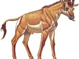 Birgerbohlinia