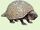 Glyptodon