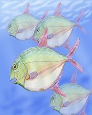 A school of Gyrodus