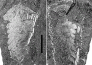 Material originally described as the crustacean Bunodella