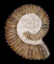 Aegocrioceras spathi 