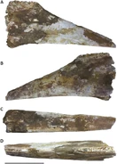 Afrotapejara.jpg (151 KB)