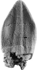 Moabosaurus Tooth in Lingual View