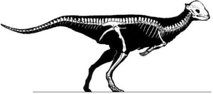 A stegoceras skeleton restored digitally in proper positioning.