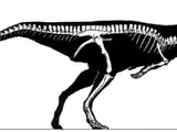 Stegoceras