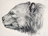 Arctotherium
