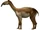 Macrauchenia