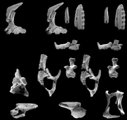 Cranial elements of Osmolskina czatkoviensis, from Magdalena Borsuk-Białynicka and Susan E