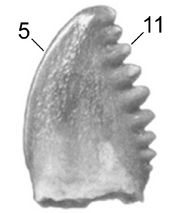 Pectinodontooth