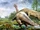 Tuebingosaurus