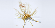Art reconstruction of Hallucinochrysa diogenesi