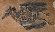 Fossil skeleton of Pumiliornis tessellatus