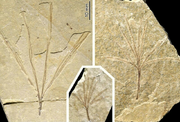 Membranifolia admirabilis fossils