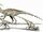 Sacisaurus