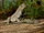 Dinosaurus