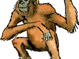 Oligopithecus