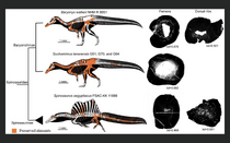 Spinosaur Diagram Bones