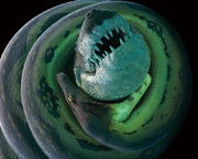 Titanoboa attacking Anthracosuchus balrogus
