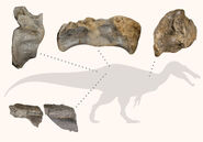 Kmown elements/remains of "Vectispinus" or White Rock Spinosaur . Original vertebrae are comperable to Spinosaurus itself.