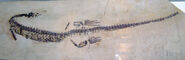 Mesosaurus fossil