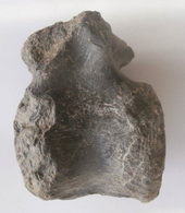 Proplanicoxa dorsal