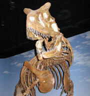 Carnosaurus skeleton