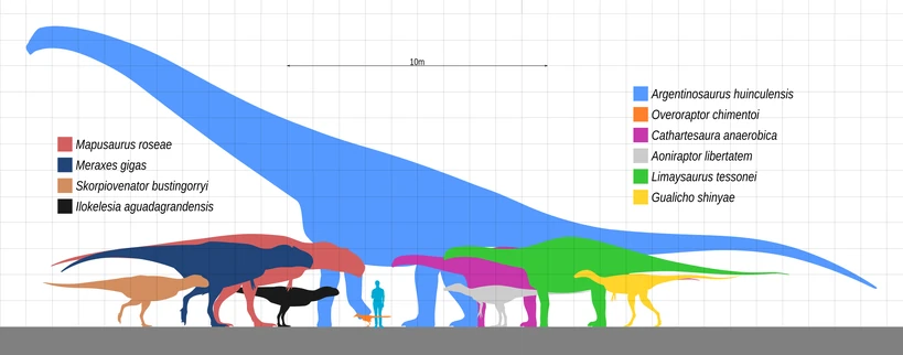 A size comparison of Huincul Formation dinosaurs. Two Limaysaurines ( in pink and  in green) are depicted here.