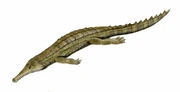 Restoration of Elosuchus cherifiensis