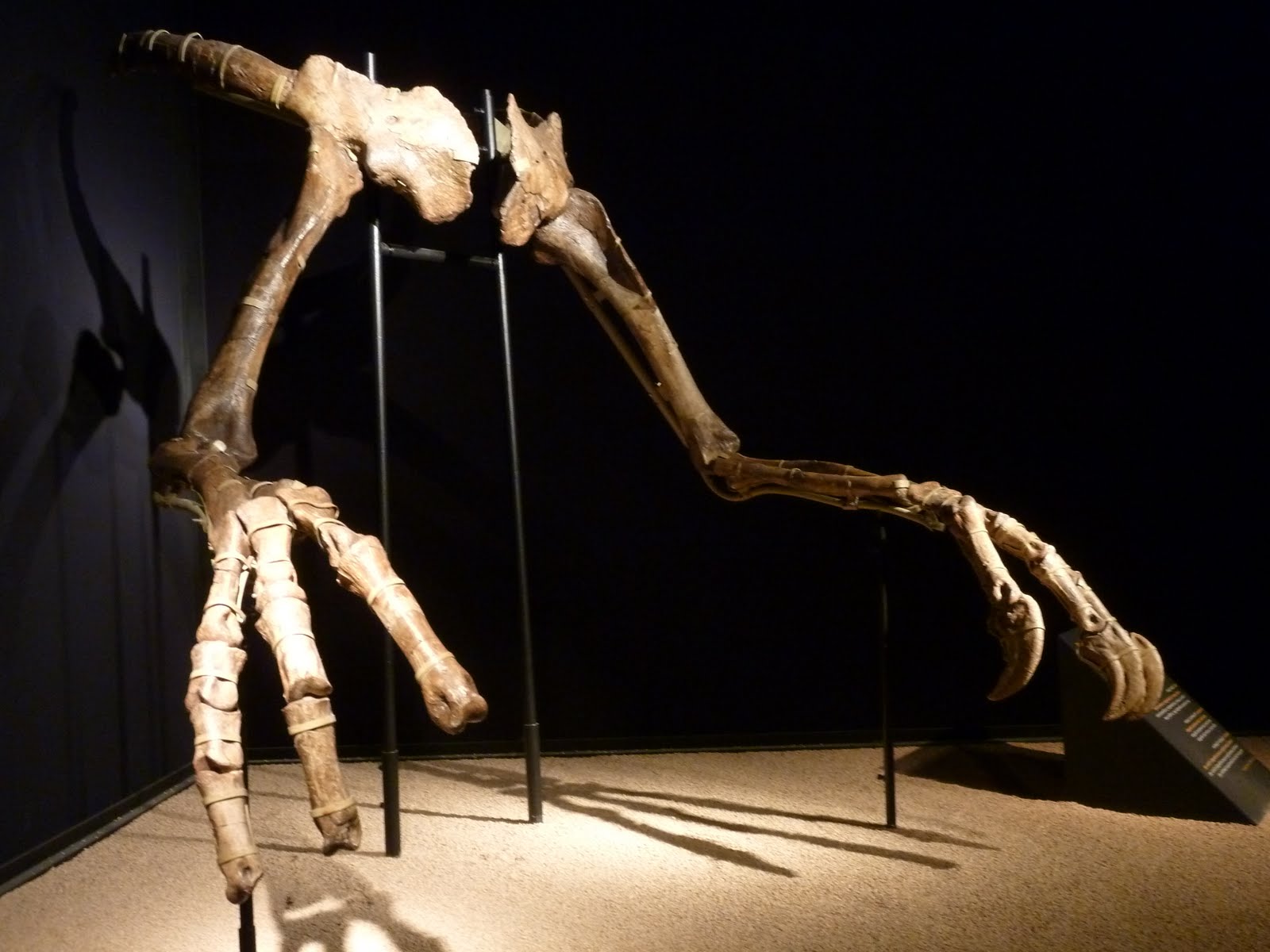 Deinocheirus, the giant hunchbacked dinosaur with