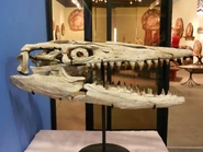 Hainosaurus boubker Skull.jpg (243 KB) Hainosaurus skull (known as T. bernardi)