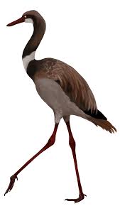 Juncitarsus