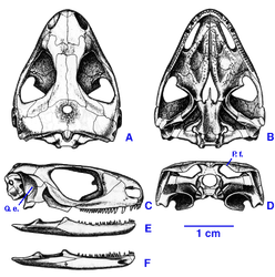 Owenetta skull.gif (60 KB) Owenetta's skull: (A) Dorsal View. (B) Palatal View. (C) Right lateral view. (D) Occipital view. (E) Lateral view of the lower jaw. (F) Posttemporal fenestra; quadrate emargination.