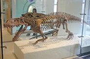 Skeletal recreation of Prestosuchus