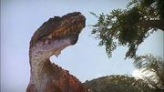 Torvo